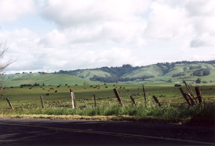 rolling_hills_and_cows.jpg