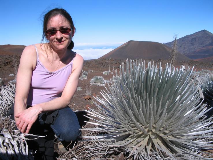 The Silversword Plant