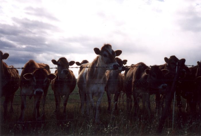 cows03.jpg
