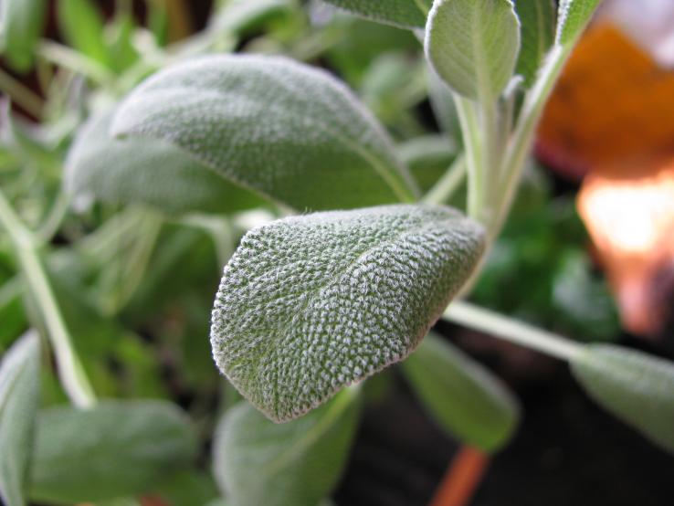 Homegrown Sage