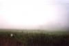 foggy.jpg
